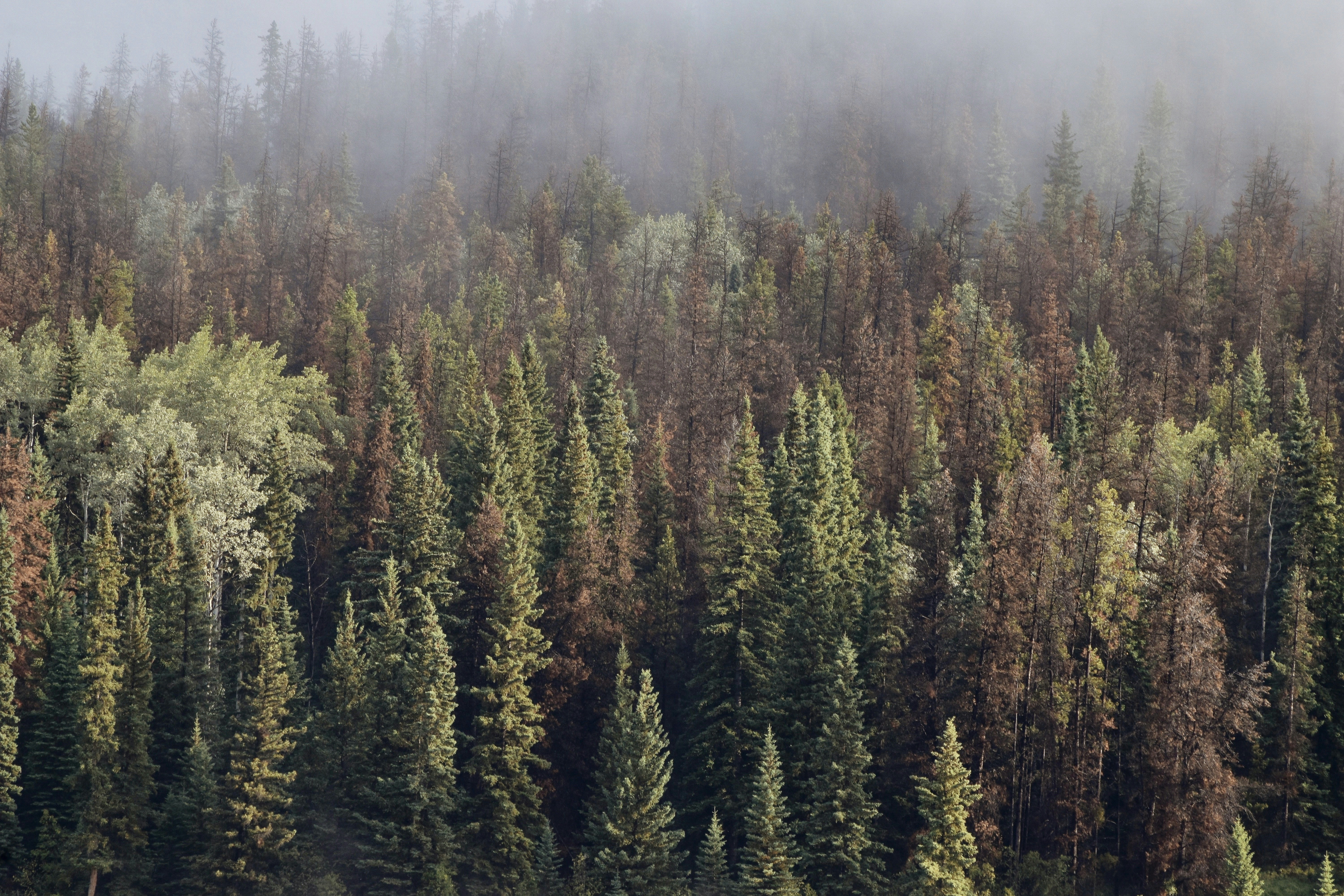 green and brown trees under white sky during daytime
