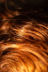 brown hair on black background