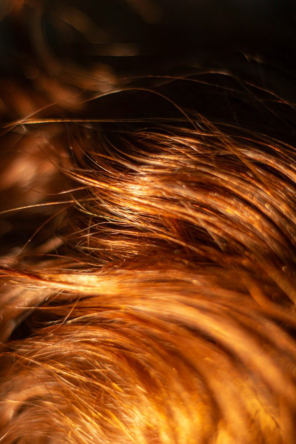 brown hair on black background