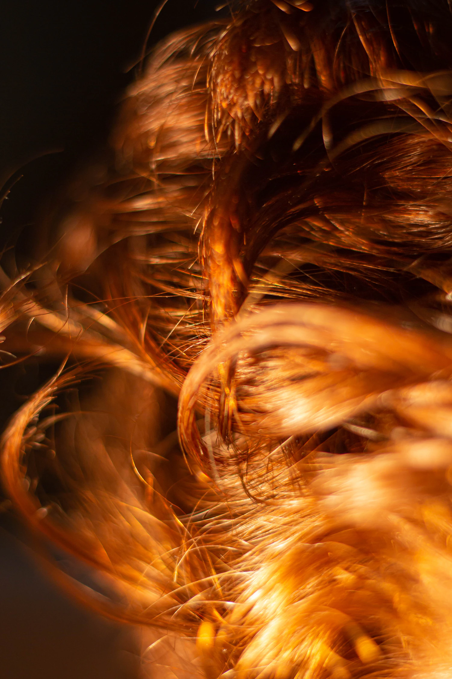 Copper strands backlit in amber light against black, every hair edged in gold