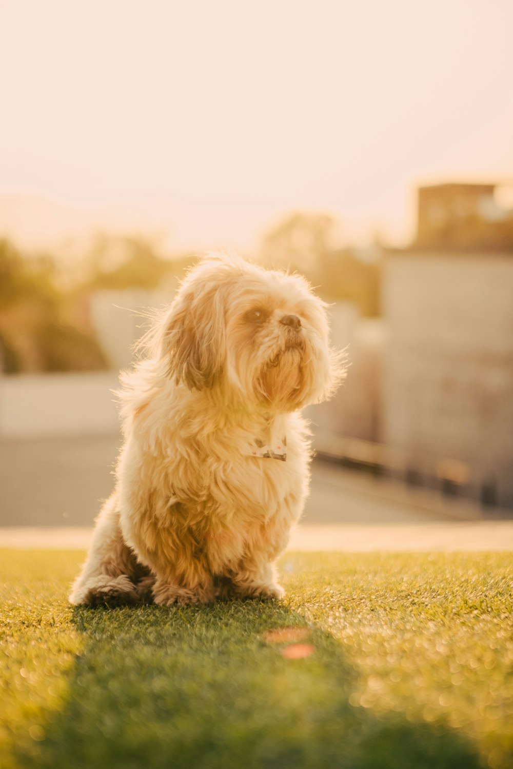 white long coat small dog on green grass field during daytime