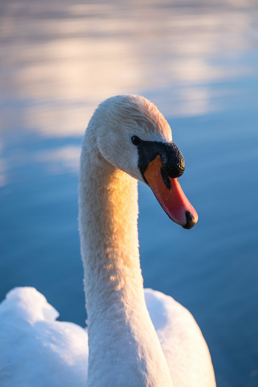 white swan on water during daytime