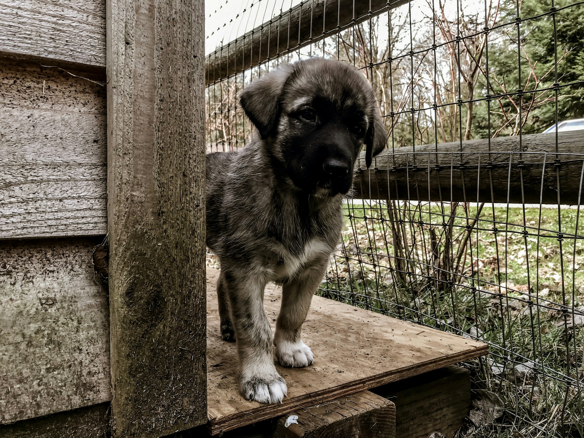 Anatolian Shepherd puppy peaking around a corner.