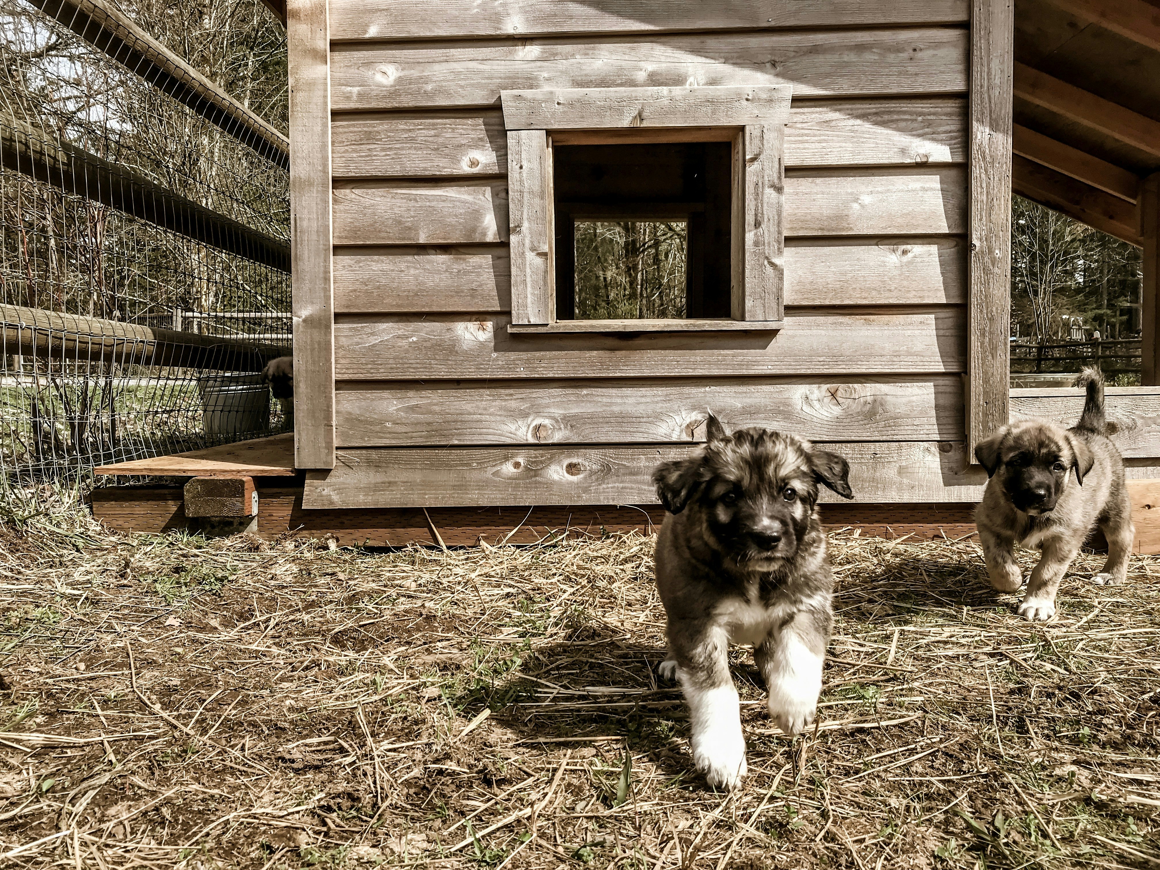 black and brown short coated dog lying on brown dried grass