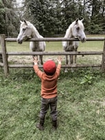 A child wearing a red hat and orange shirt with brown boots stands facing two white horses behind a wooden fence. The child has their arms raised towards the horses, who are standing close together in a grassy area. Trees and greenery surround the pasture, creating a lush, natural backdrop.