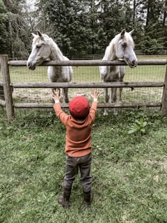 A child wearing a red hat and orange shirt with brown boots stands facing two white horses behind a wooden fence. The child has their arms raised towards the horses, who are standing close together in a grassy area. Trees and greenery surround the pasture, creating a lush, natural backdrop.
