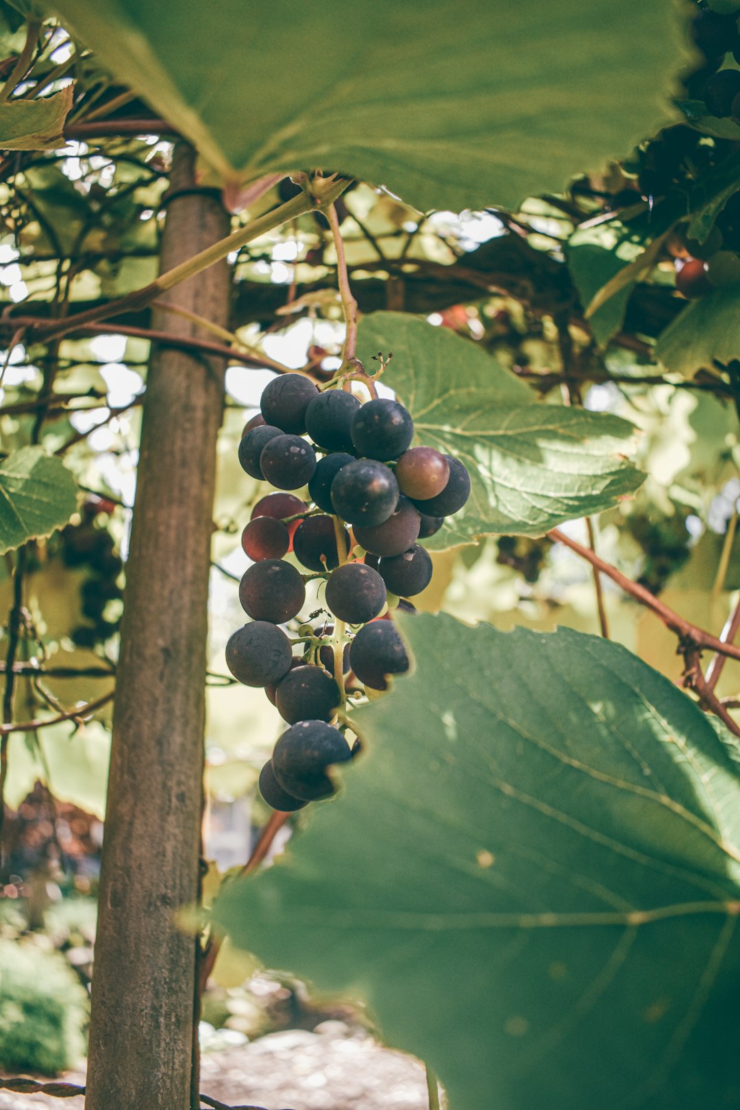 black round fruits on brown wooden stick