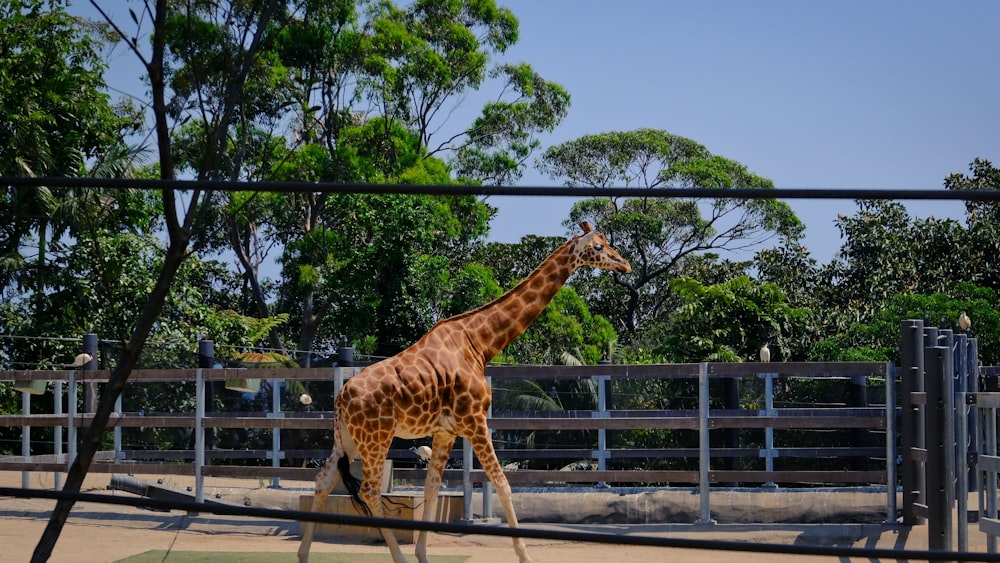 giraffe standing on brown wooden fence during daytime