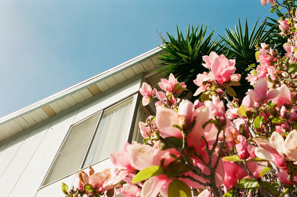 pink and white flowers during daytime