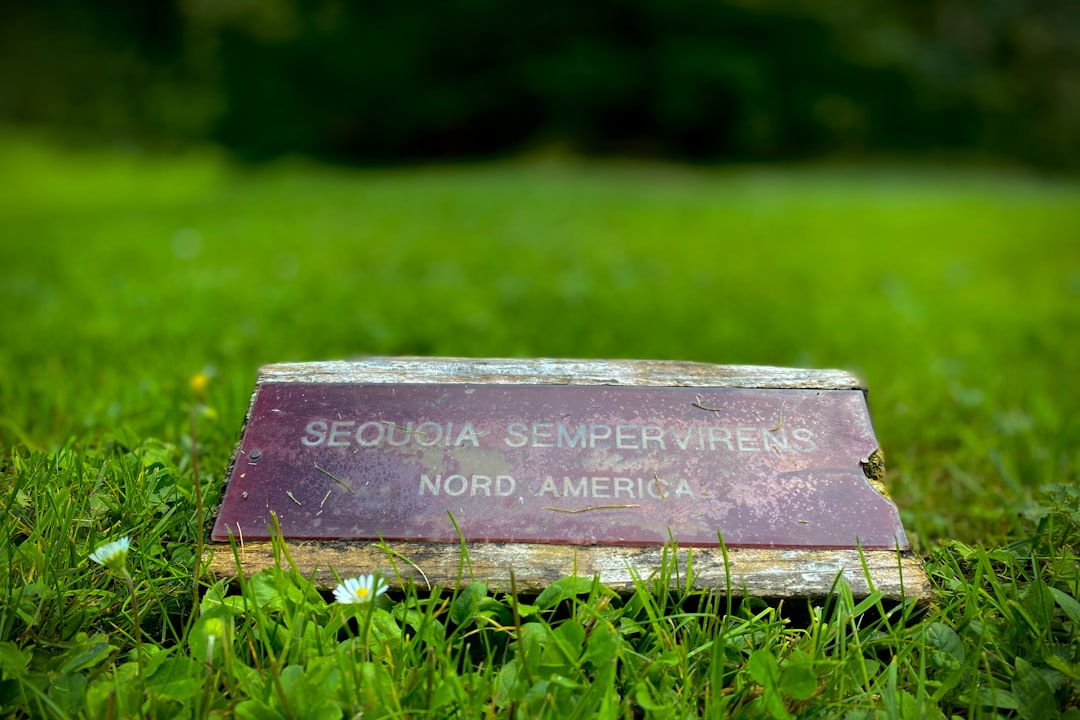 gray concrete tomb stone on green grass field during daytime