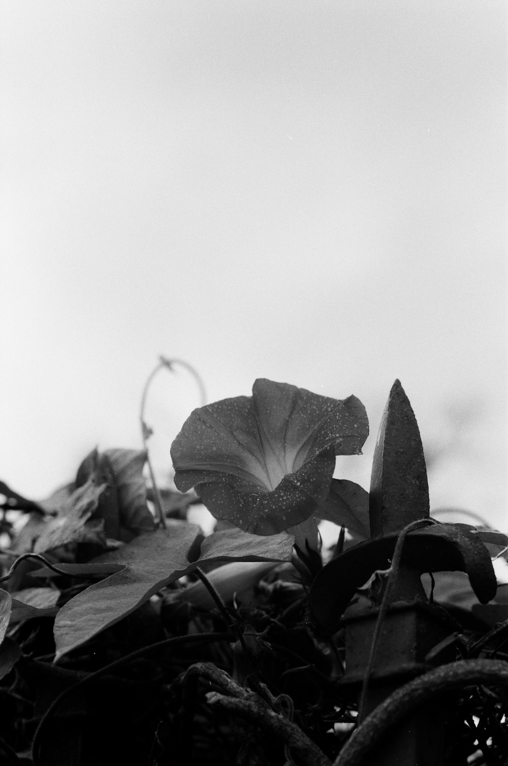 grayscale photo of flower with leaves