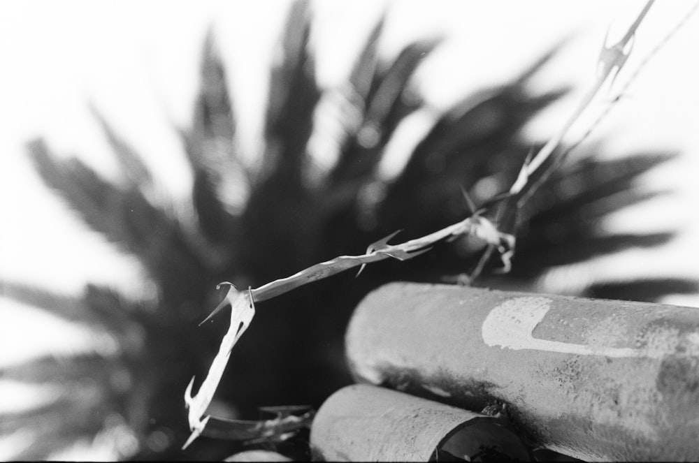 grayscale photo of tree trunk