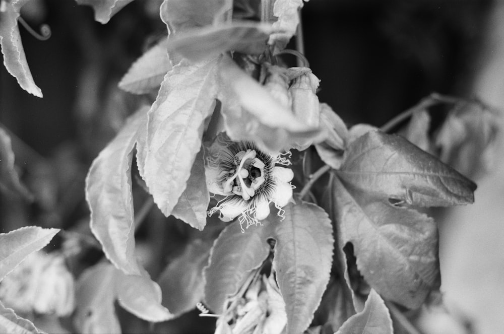 grayscale photo of flower in bloom