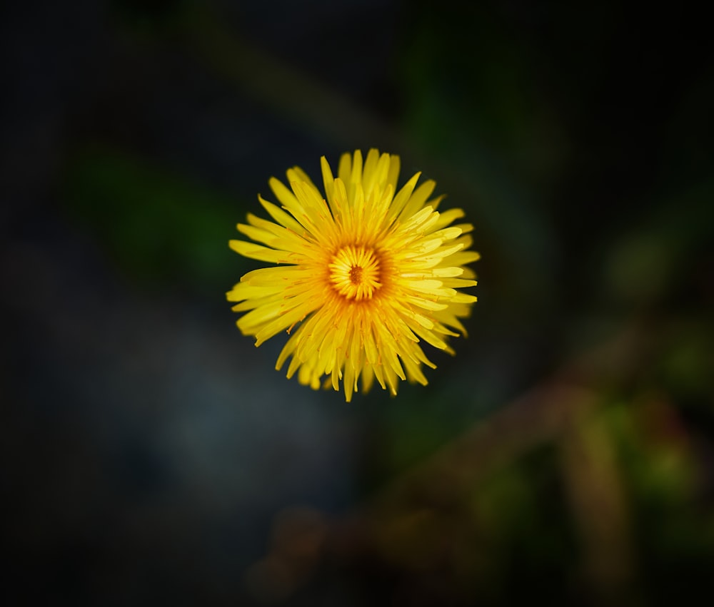 yellow flower in tilt shift lens