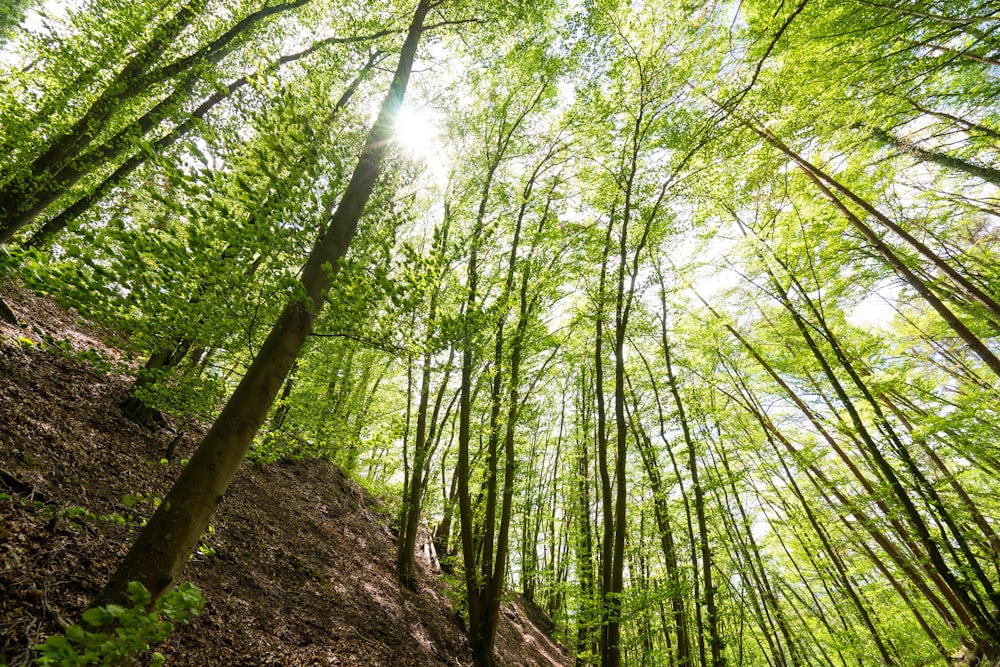 green trees on brown soil