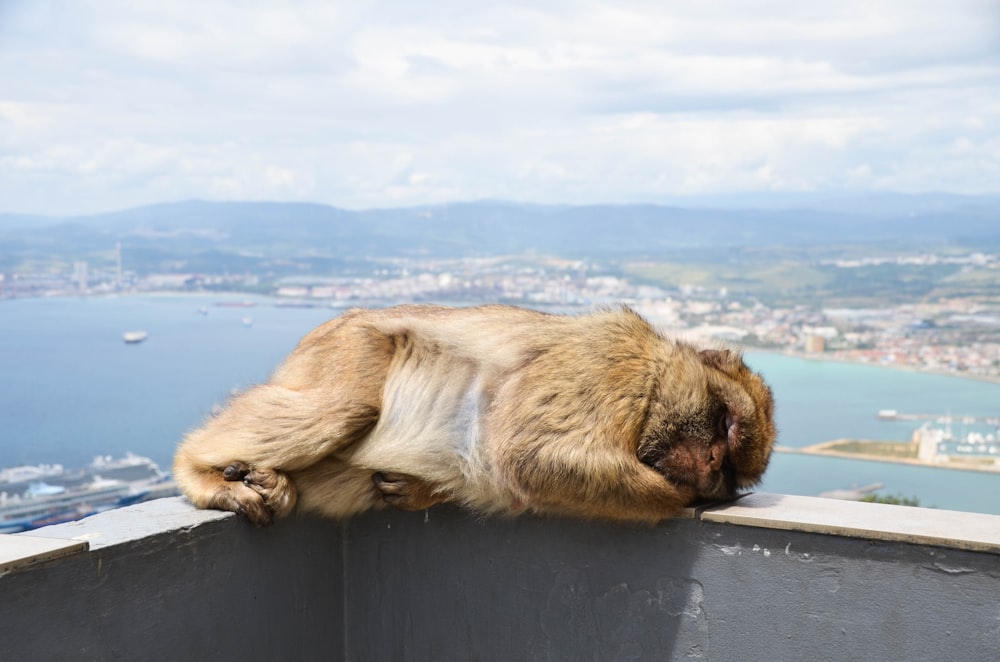 brown monkey on gray concrete wall during daytime