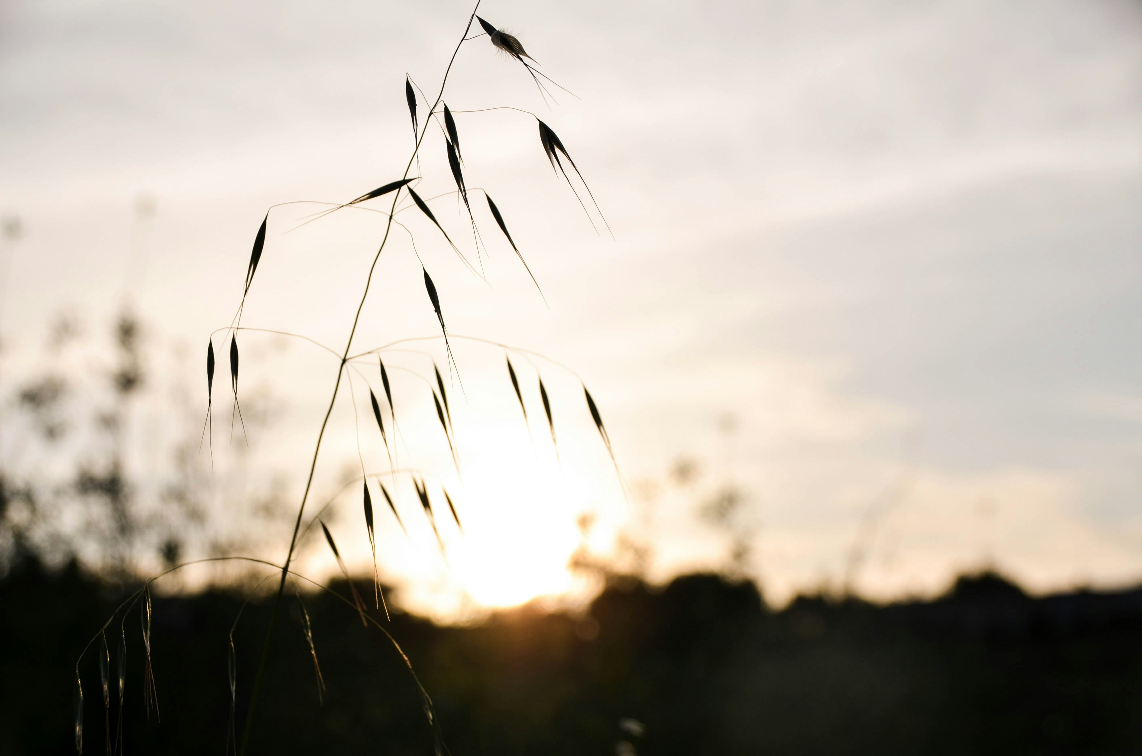 silhouette of grass during sunset