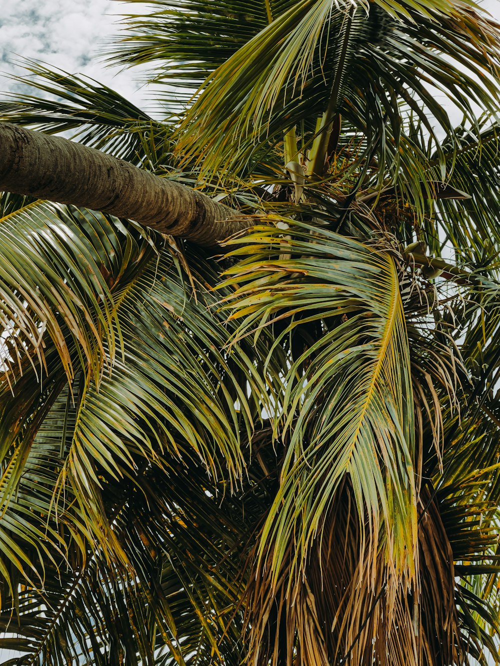 green palm tree during daytime