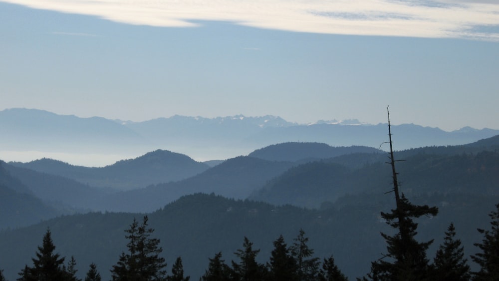 árvores verdes na montanha durante o dia