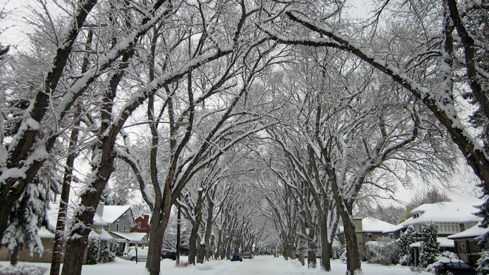 árvores nuas no chão coberto de neve durante o dia