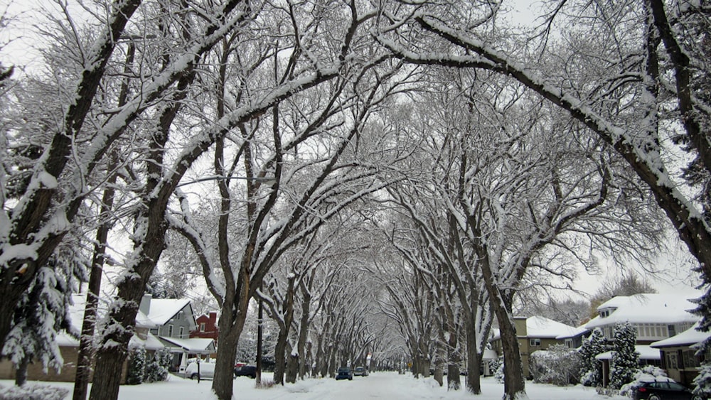 árboles desnudos en el suelo cubierto de nieve durante el día