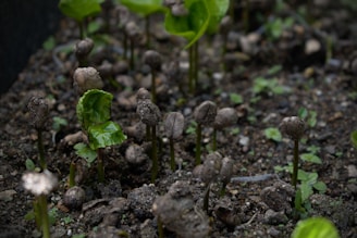 Several small plants are emerging from the soil, displaying young leaves and thick stems. The ground is covered with dark soil mixed with small rocks and debris, highlighting the earthy environment.