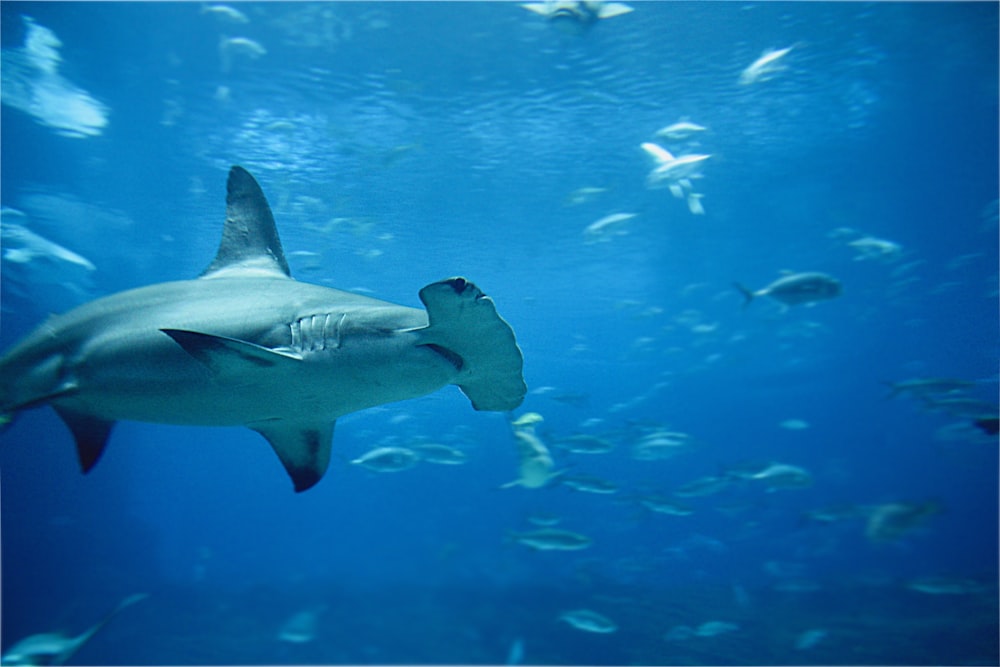 white and black fish under water