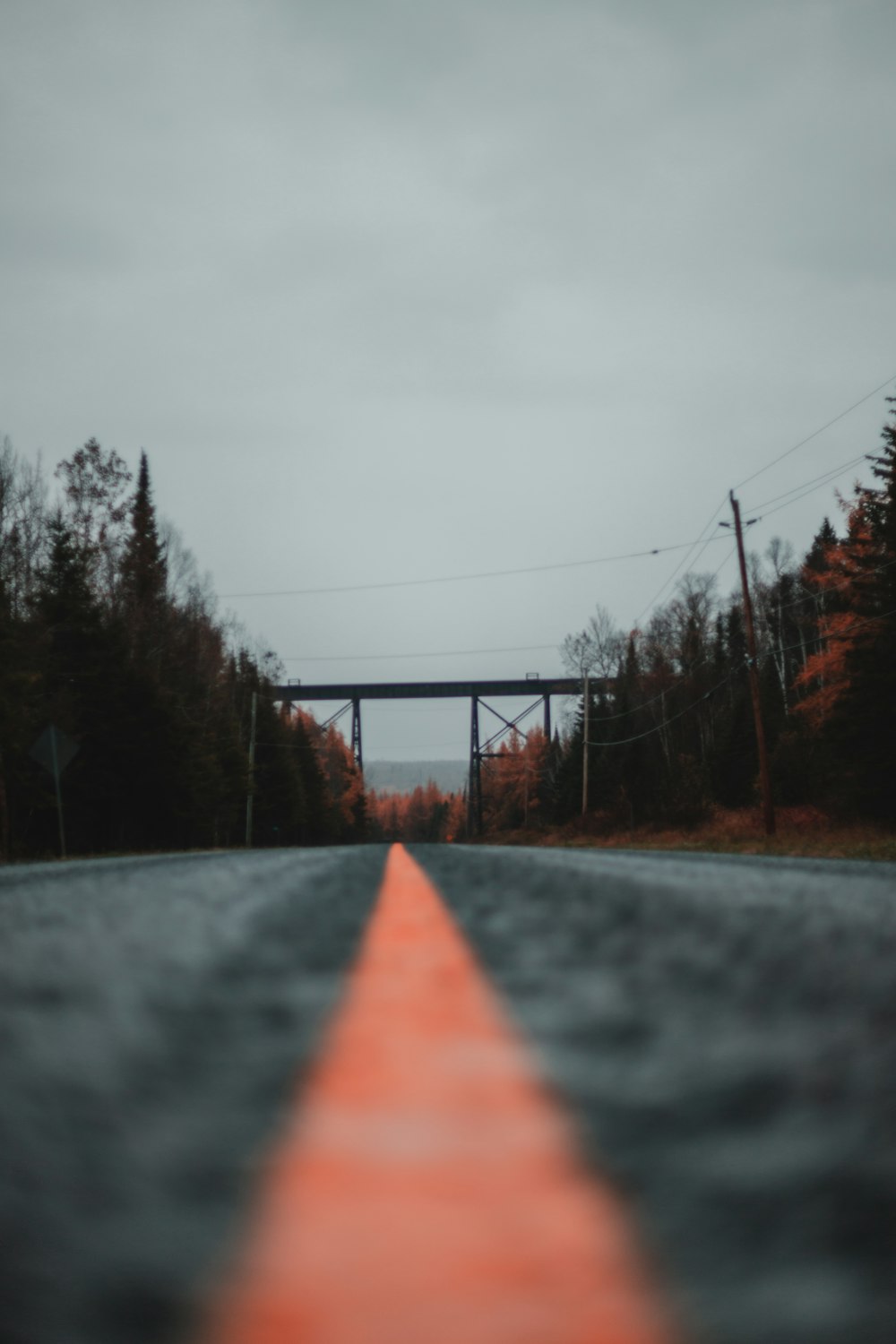 gray concrete road between trees under gray sky