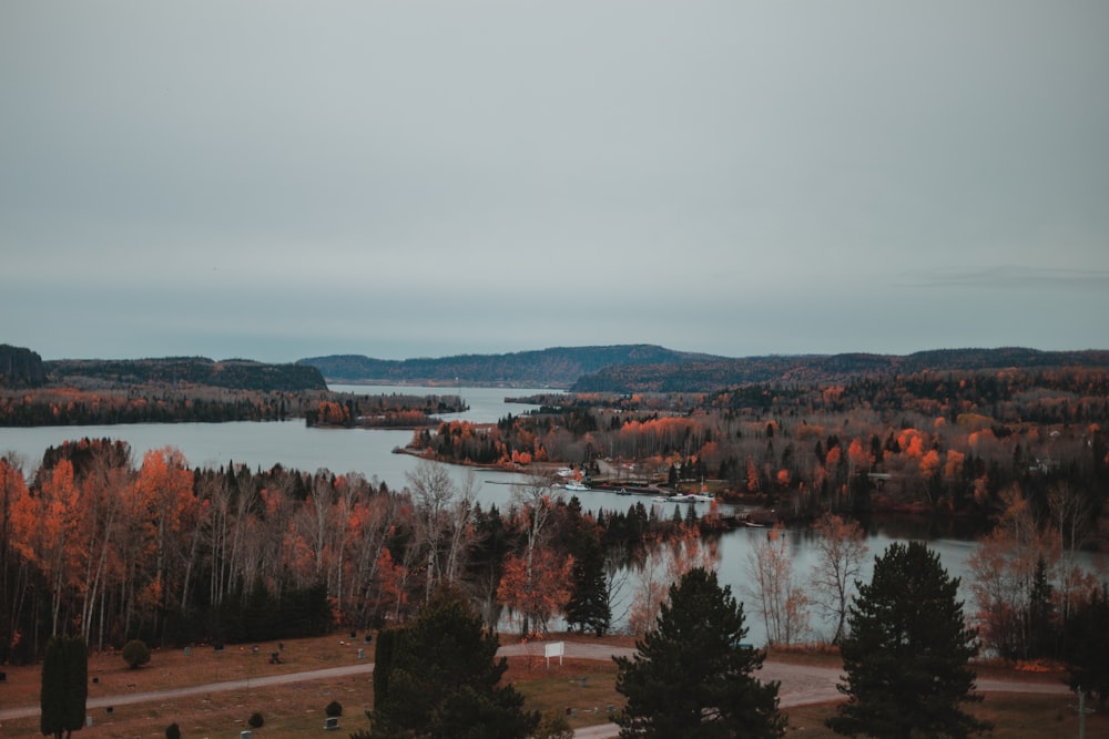 green trees near body of water during daytime