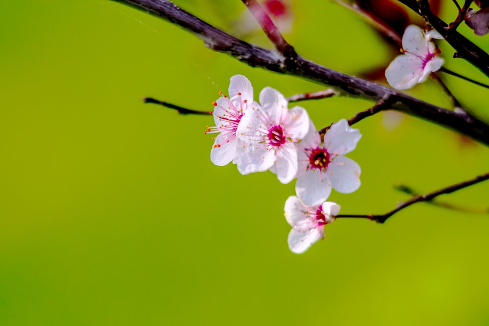 white and pink cherry blossom in close up photography