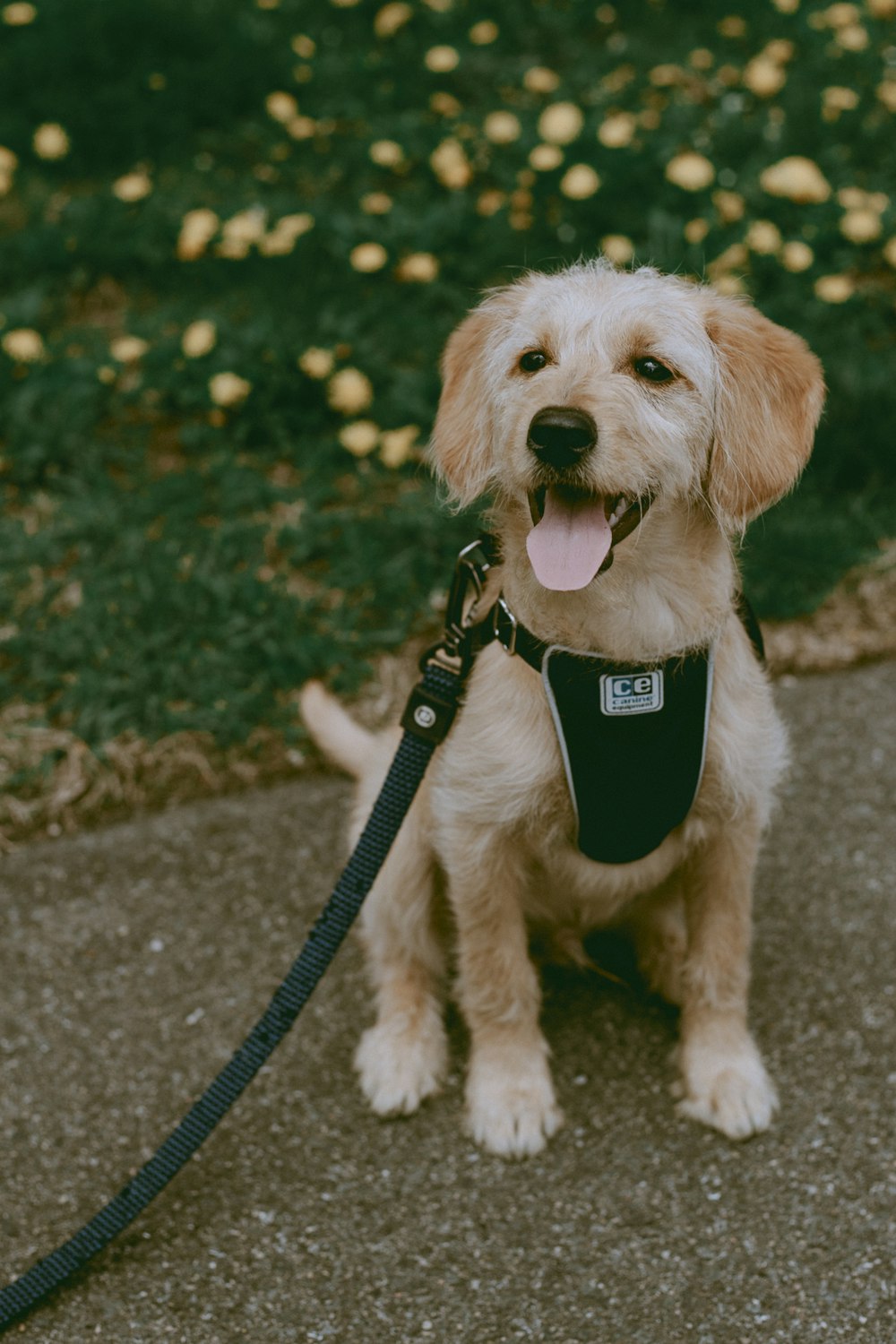 white long coated small dog with black and white dog collar