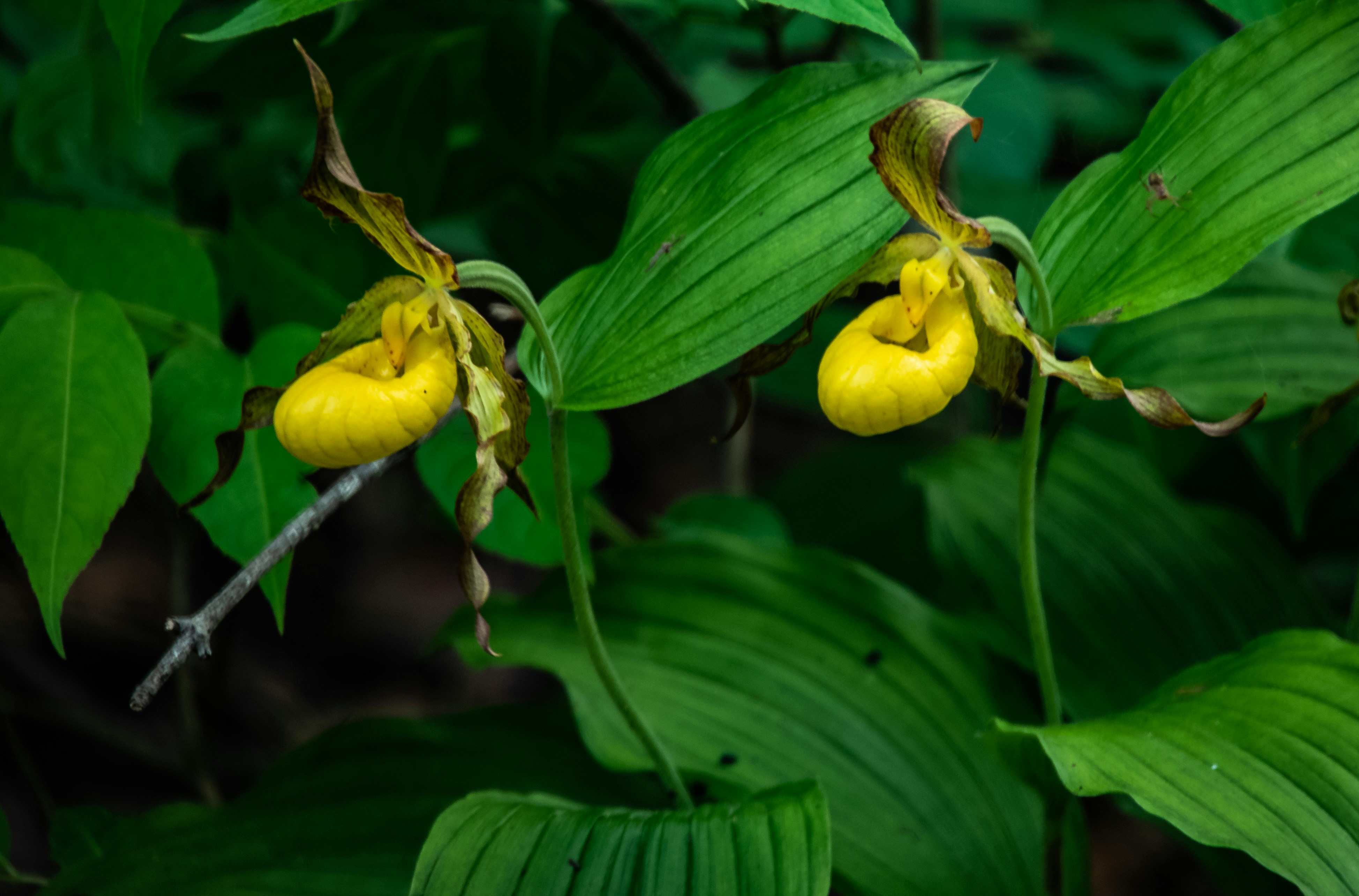 yellow and green flower bud