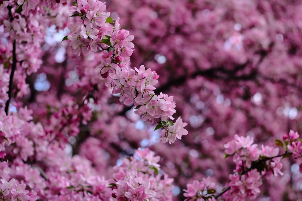 pink flowers in tilt shift lens