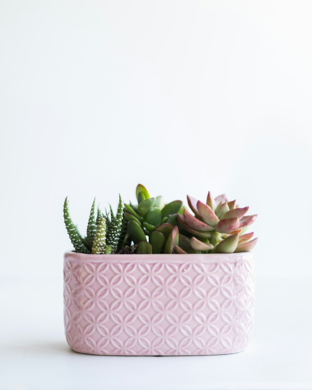 green and pink succulent plant