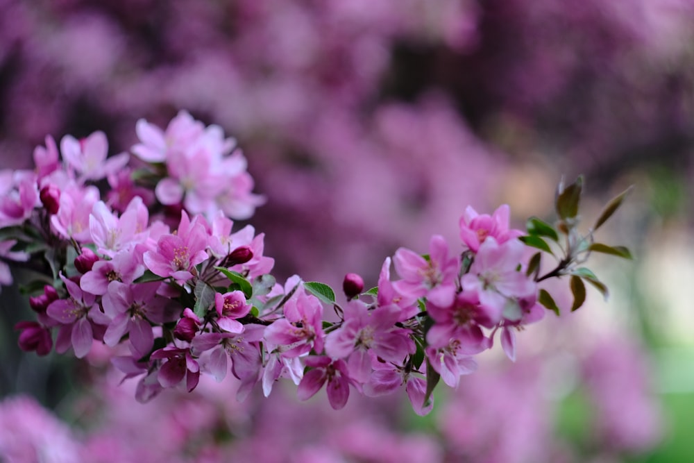 purple flowers in tilt shift lens