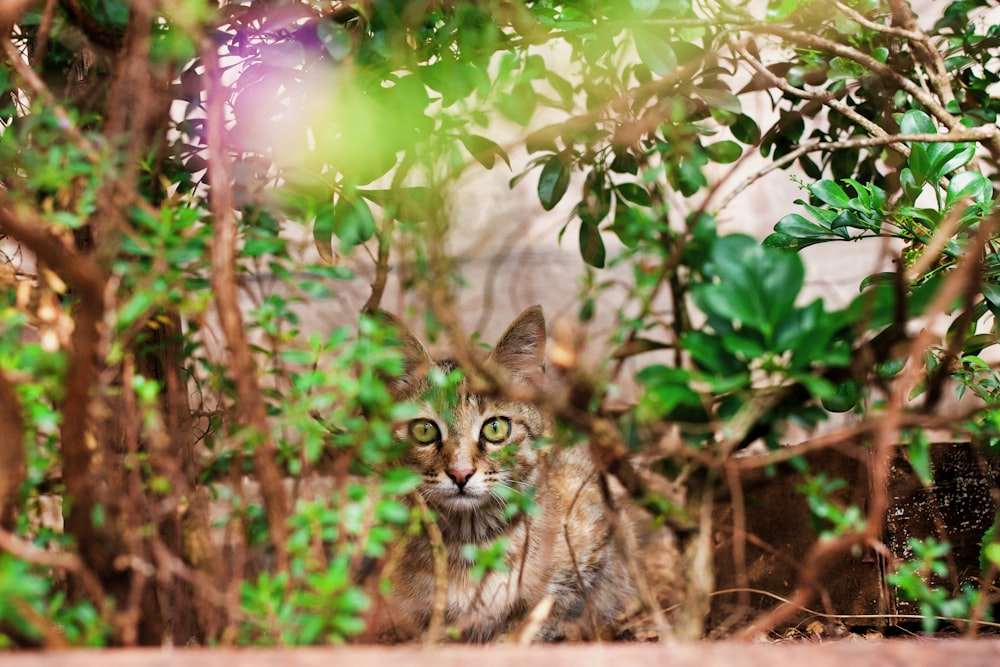 brown tabby cat under green leaves