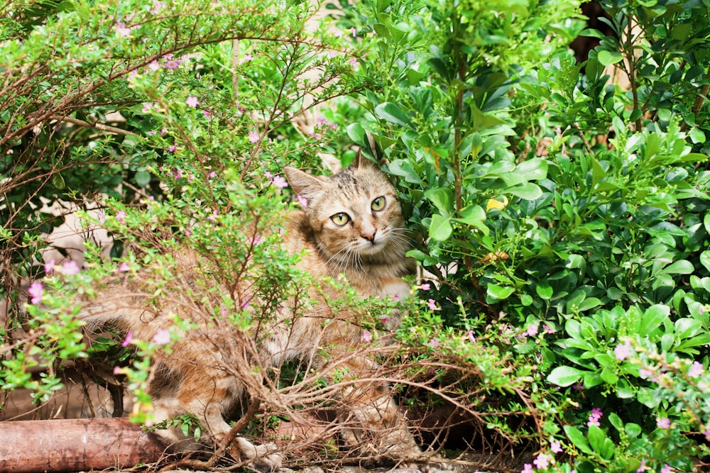 brown tabby cat on brown dried leaves