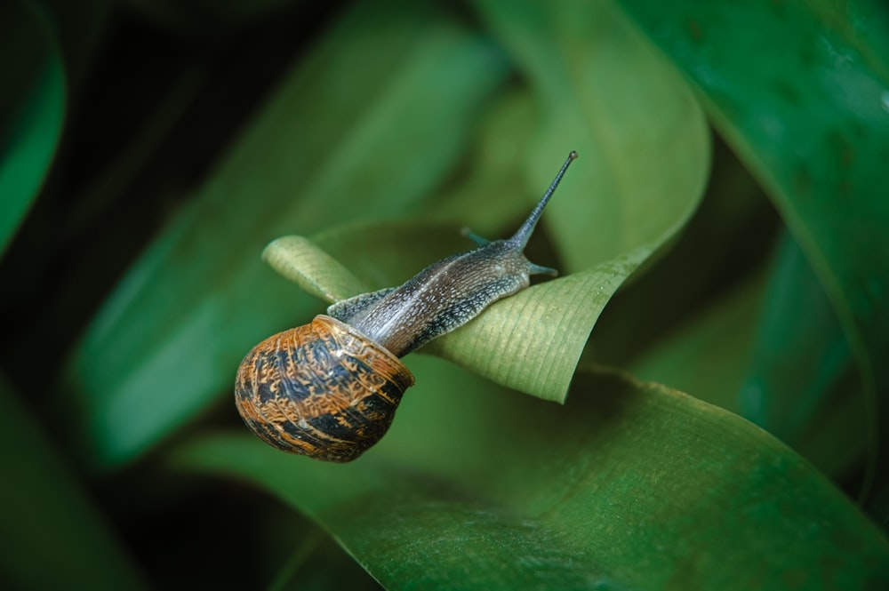 brown snail on green leaf