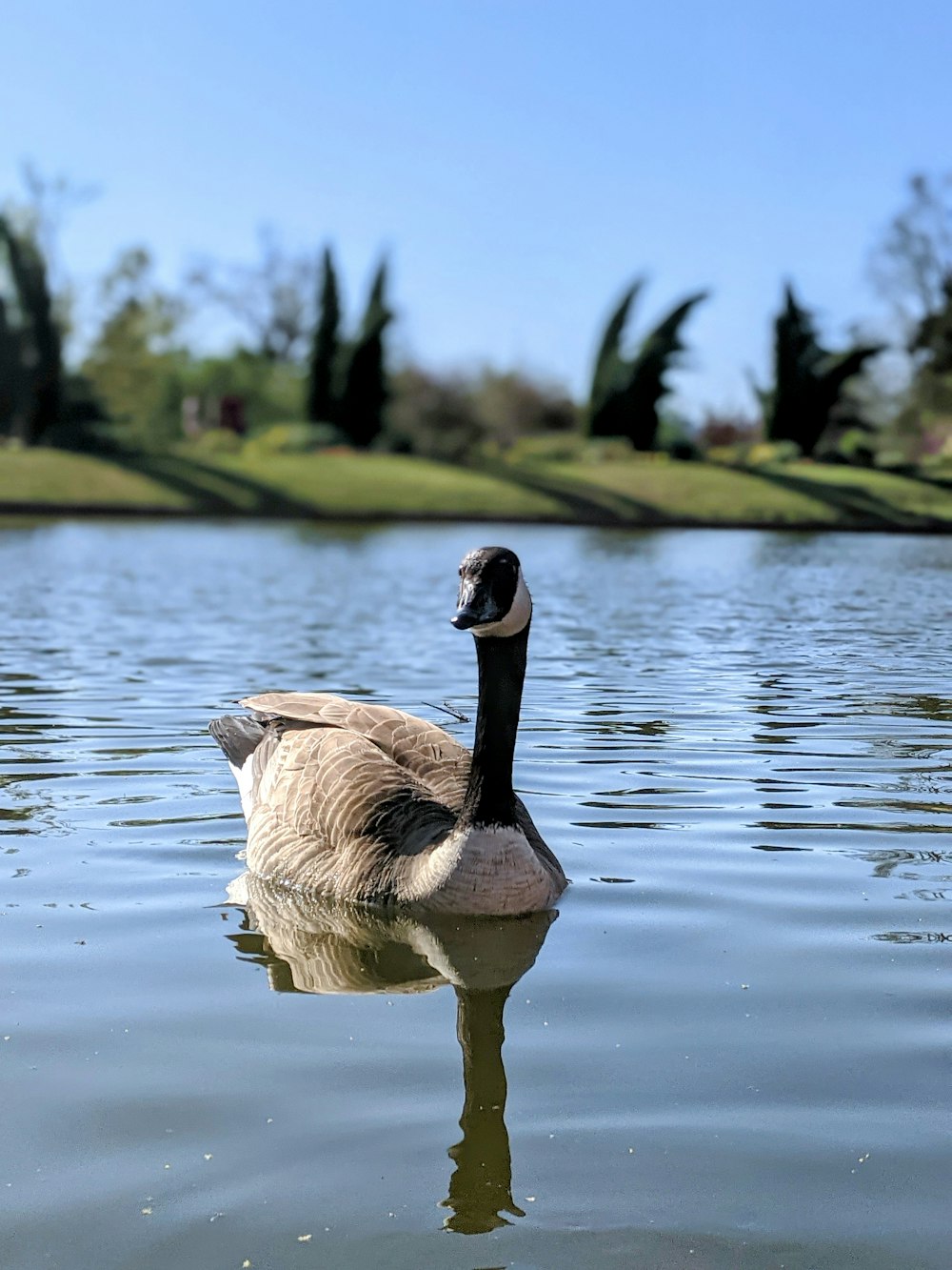 Pato marrón y negro en el agua durante el día