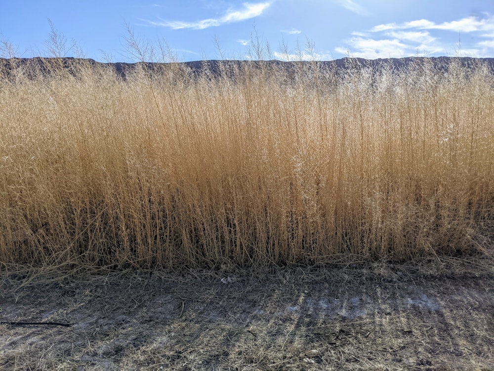 brown grass field under blue sky during daytime