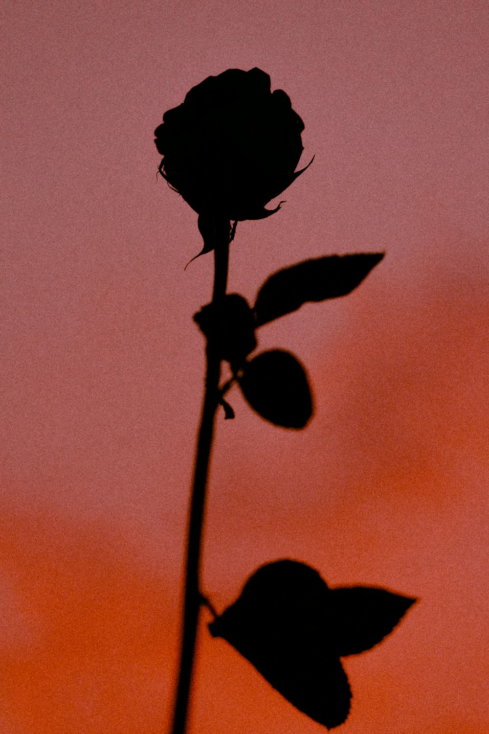 silhouette of flower bud during sunset