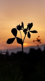 Artistic shot of cannabis plant silhouette against a warm sunset sky.