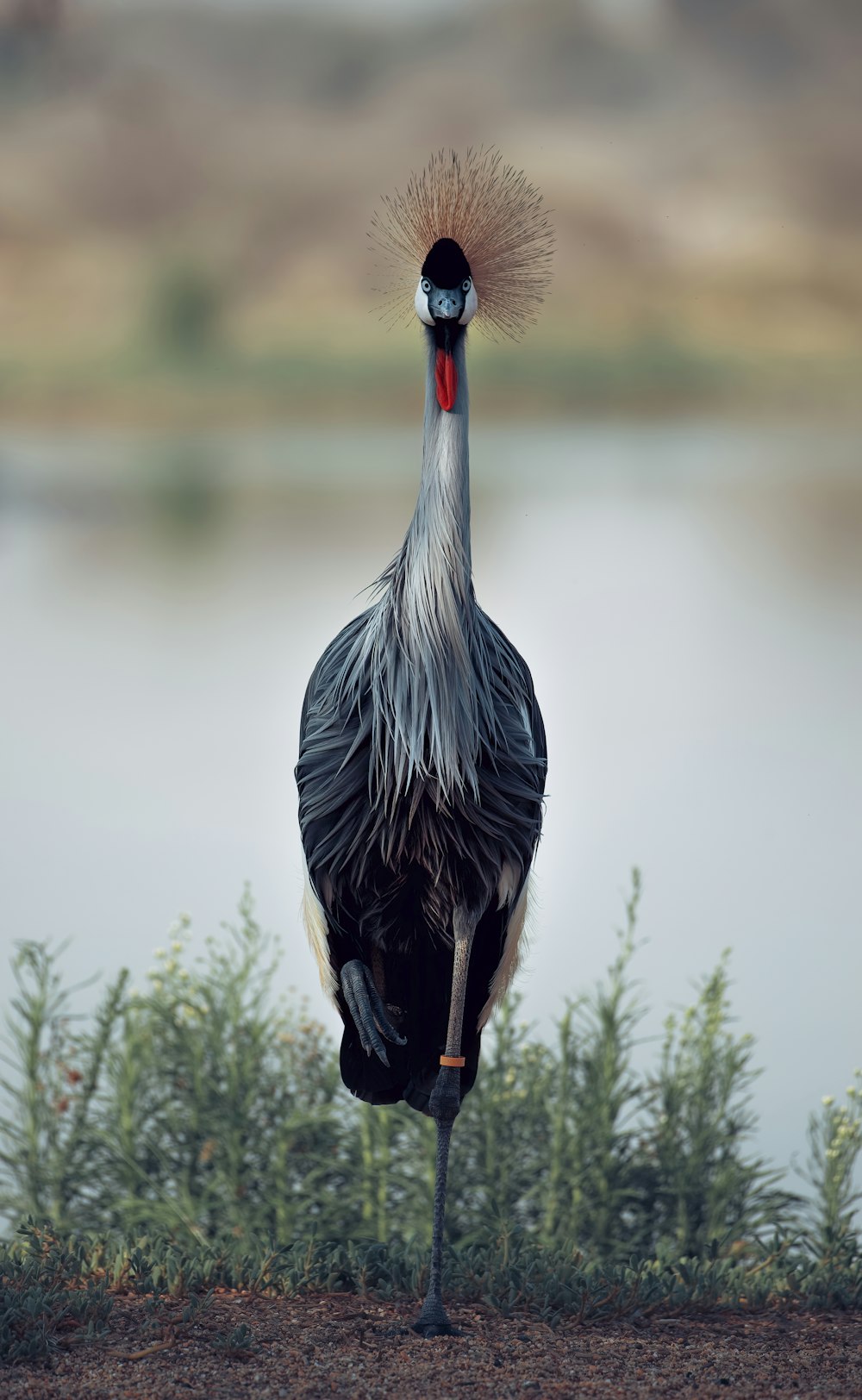 black crowned crane bird on green grass during daytime