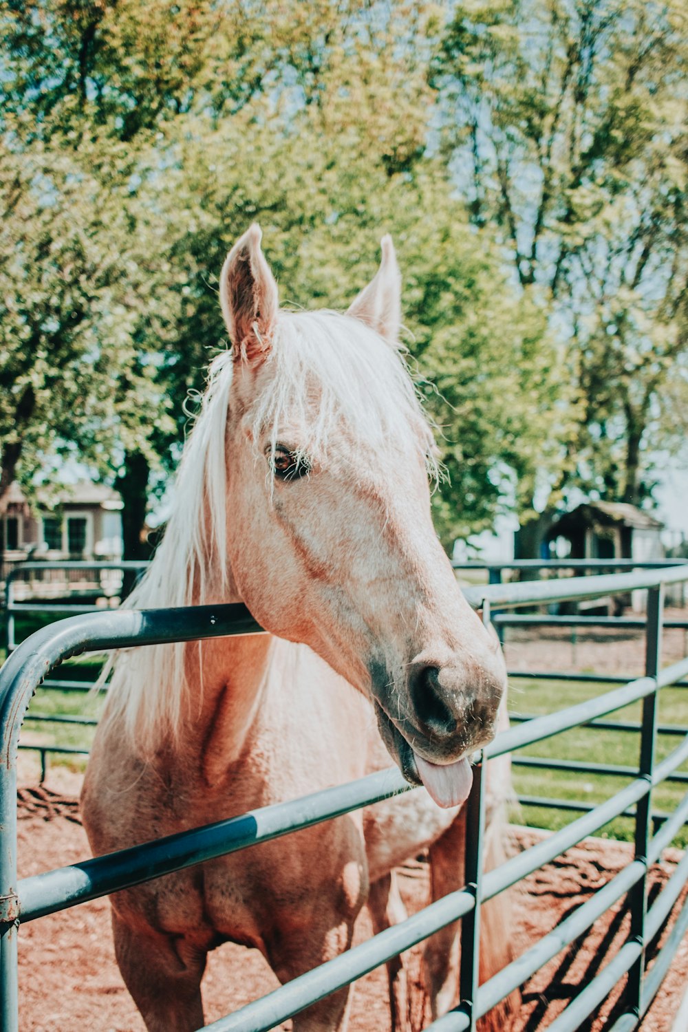 Weißes Pferd im Käfig