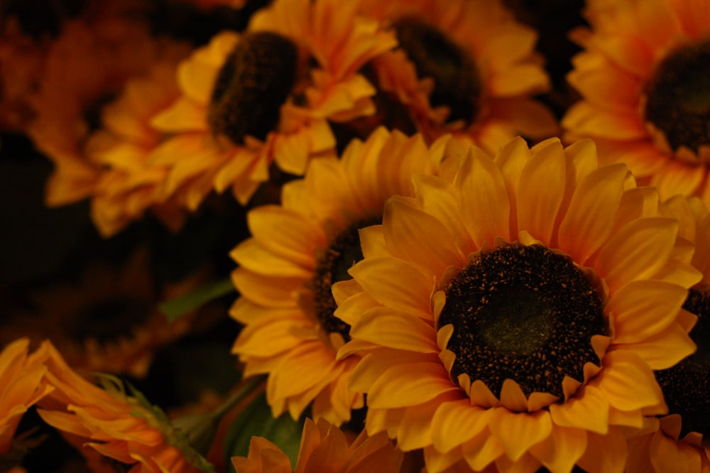 yellow sunflower in close up photography