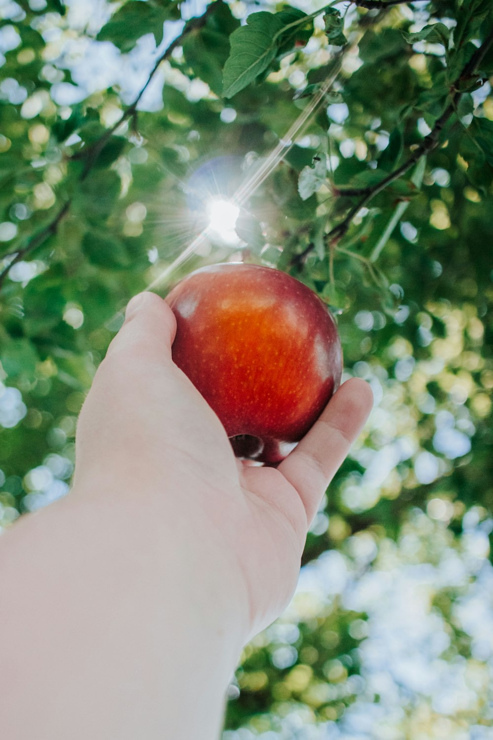 person holding red apple fruit