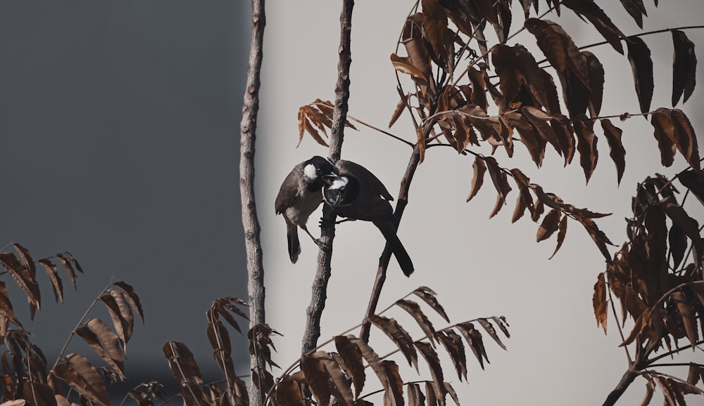 black and white bird on brown tree branch during daytime
