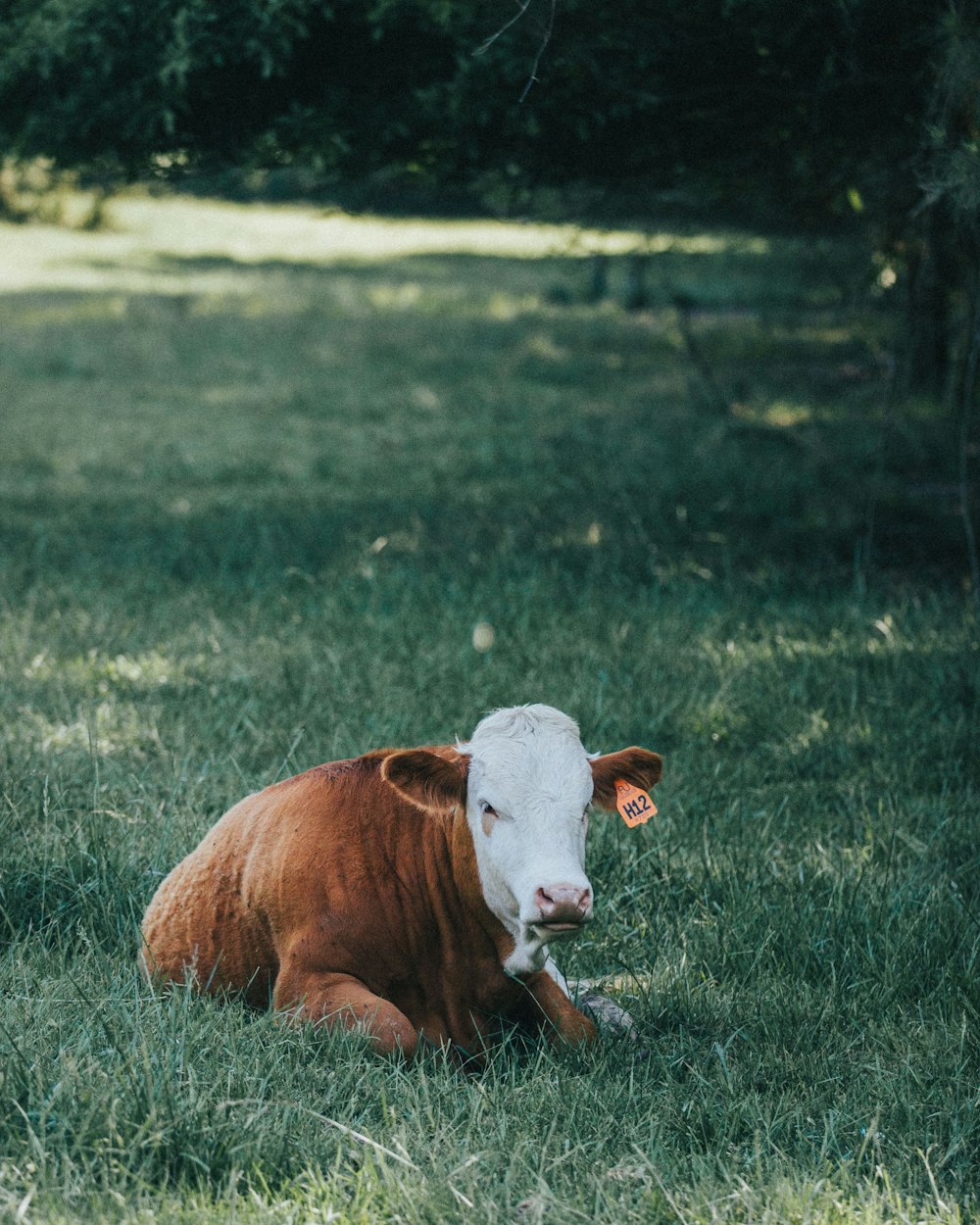 brown cow on green grass field during daytime