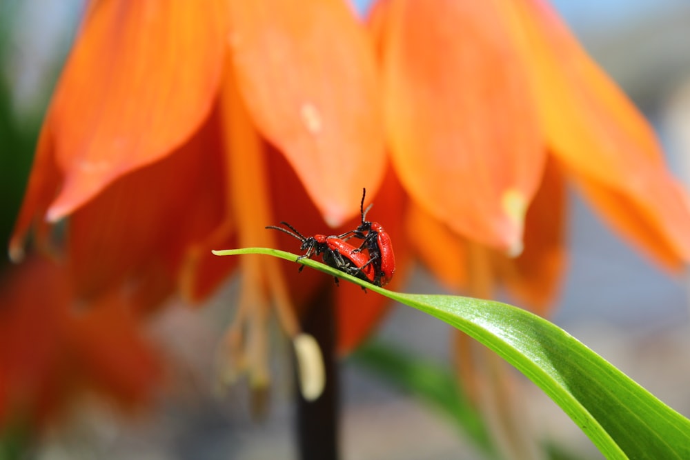 red and black bug on orange flower