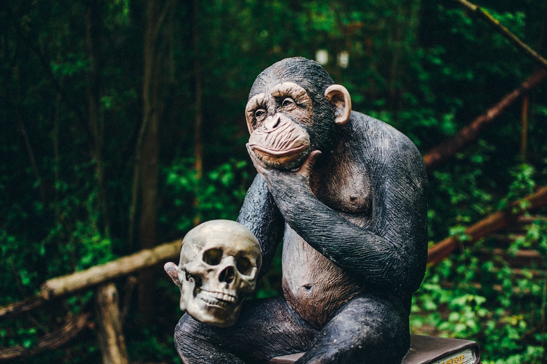 Wat mensen kunnen leren van apen